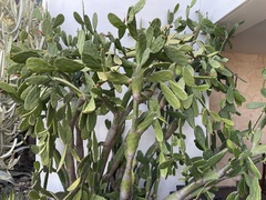 Opuntia cochenillifera
