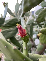 Opuntia cochenillifera