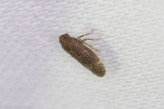 Opsiplanon luella