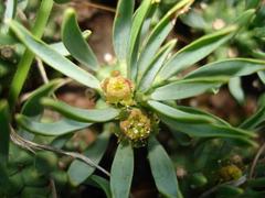 Euphorbia davyi