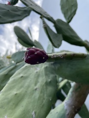 Opuntia cochenillifera