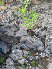 Veronica scutellata