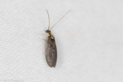 Sympherobius occidentalis