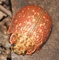 Paropsis intermedia