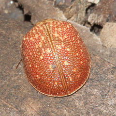 Paropsis intermedia