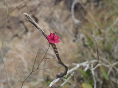 Boerhavia gracillima