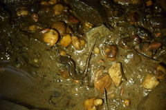 Desmognathus abditus