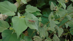 Dysdercus bimaculatus