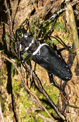 Psalidognathus modestus