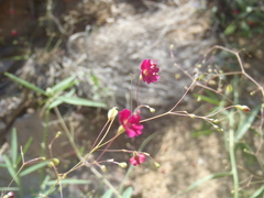 Boerhavia gracillima