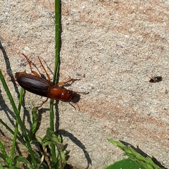 Harpalus erraticus