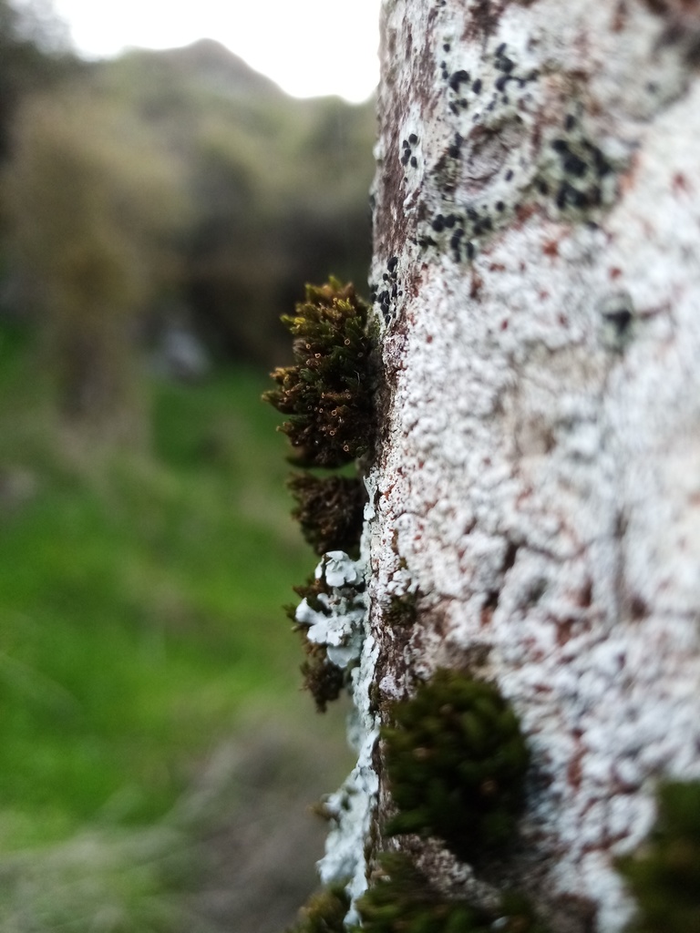 Lewinskya cyathiformis
