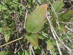 Boerhavia gracillima