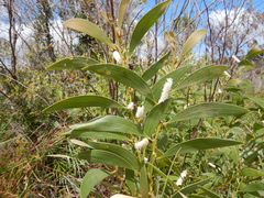 Acacia calyculata