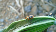 Sagotylus confluens