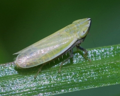 Arthaldeus