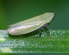 Arthaldeus