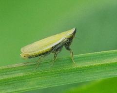 Arthaldeus