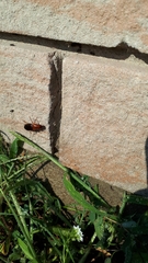 Harpalus erraticus