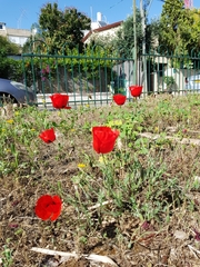 Papaver