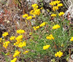 Coronilla minima lotoides