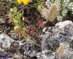 Biscutella valentina