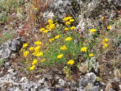 Coronilla minima lotoides