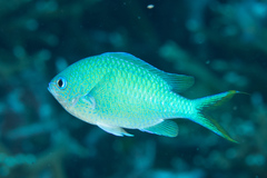 Chromis atripectoralis