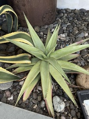 Aloe