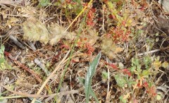 Parentucellia latifolia