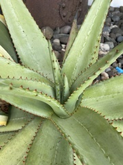 Aloe