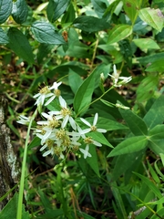 Doellingeria sericocarpoides