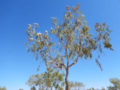 Corymbia terminalis