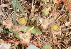 Helianthemum ledifolium