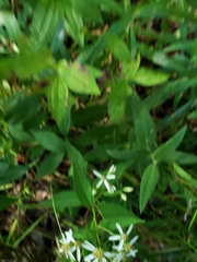 Doellingeria sericocarpoides