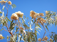 Corymbia terminalis