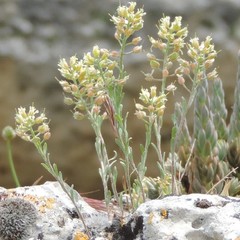 Alyssum montanum