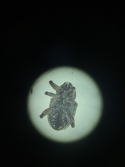 Chalcodermus collaris