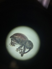 Chalcodermus collaris