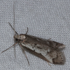 Philobota stella