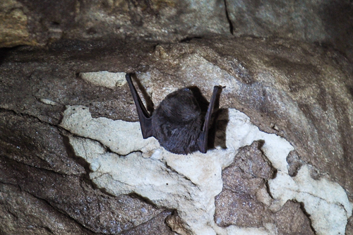 Natal Long-fingered Bat