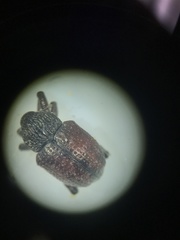 Chalcodermus collaris