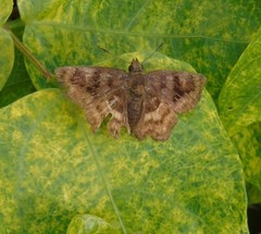 Nisoniades bromias