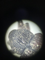 Chalcodermus collaris