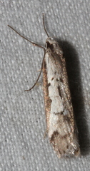 Philobota stella