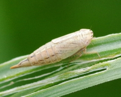 Doratura