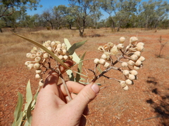 Corymbia terminalis