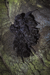 Miniopterus natalensis