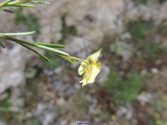 Fumana ericifolia