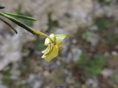 Fumana ericifolia